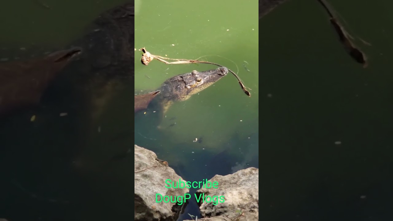 Crocodile in my Lagoon #shorts