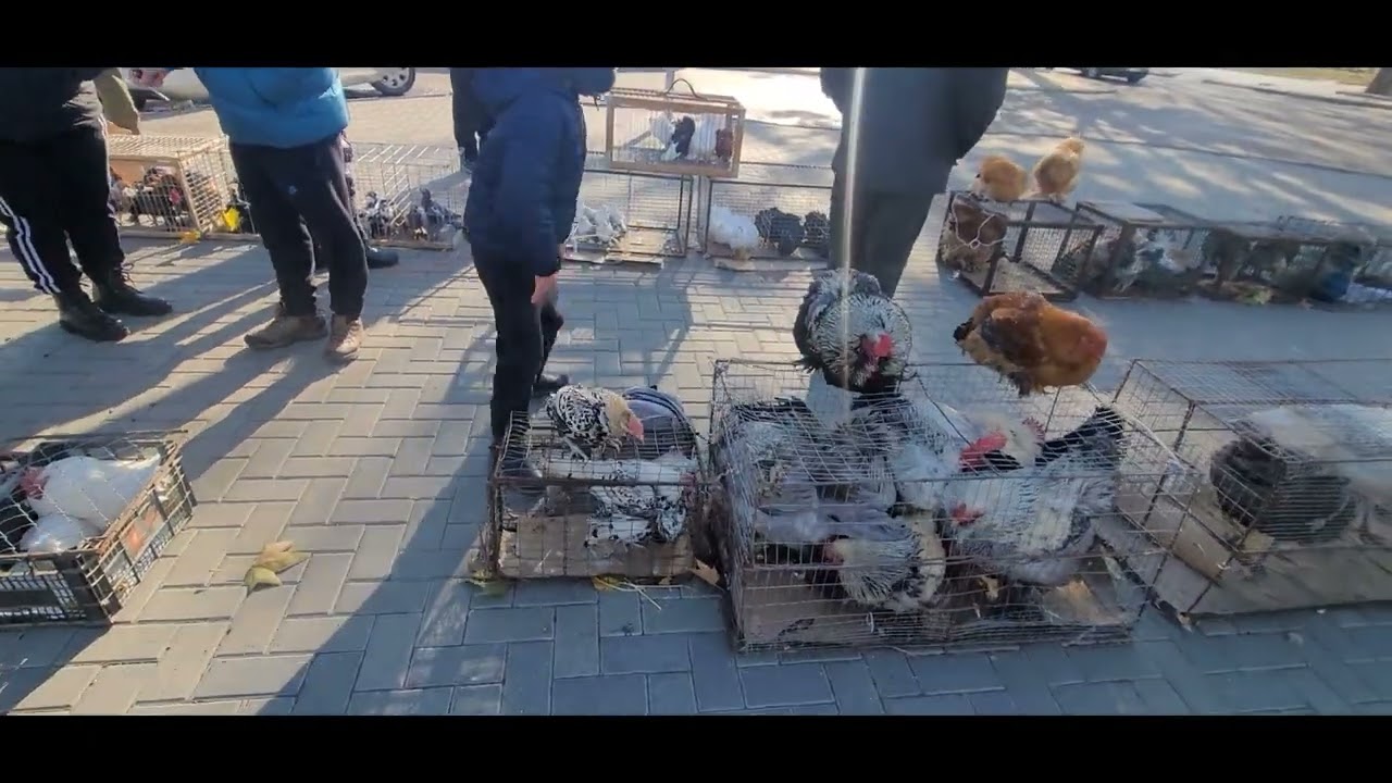 Expozitia de Pasări si Animale Cahul 19/11/2023