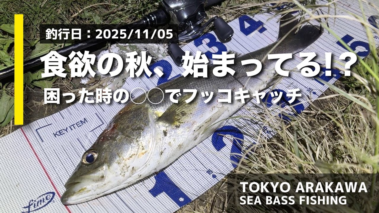 【荒川シーバス釣りログ - 2025.11.05】荒川中流域 - ナイト｜食欲の秋はじまってる？困った時の◯◯でフッコキャッチ