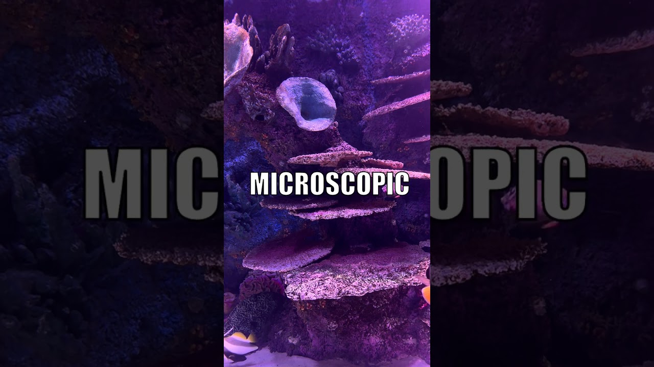 Deep Sea Bone-Eating Worm: Microscopic Acid Bath!