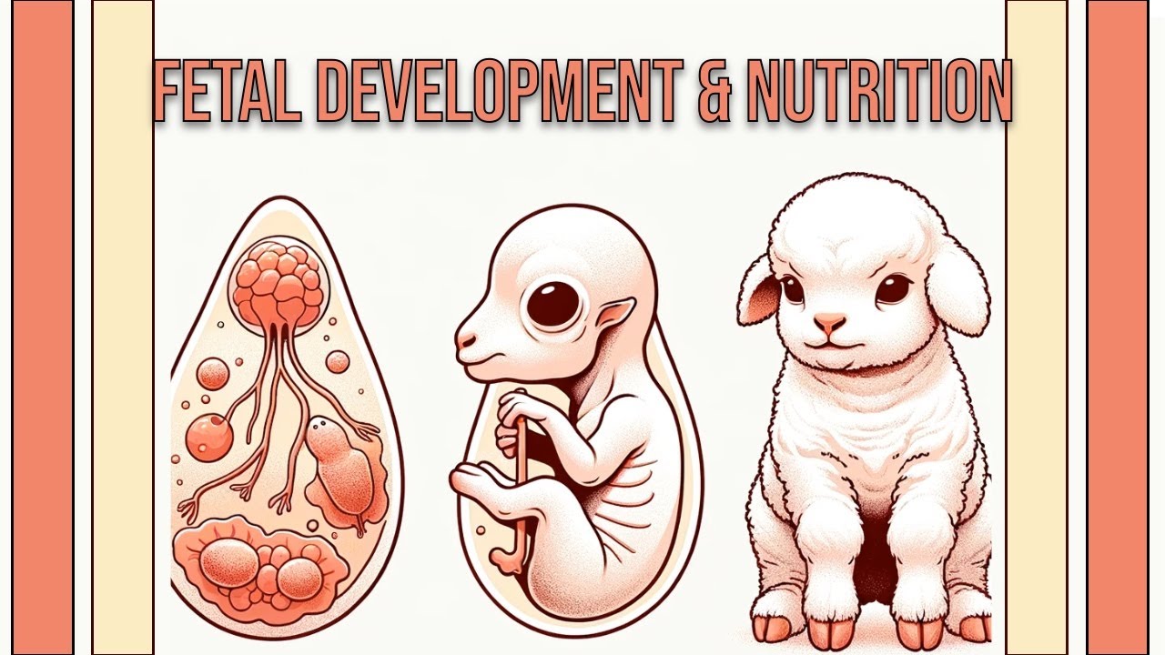 Fetal Development and Nutrition in Sheep and Goats