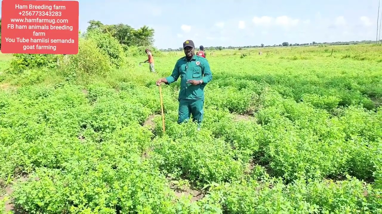 The grasses that u must have in order to do zero grazing of goats and the effects of some other gras