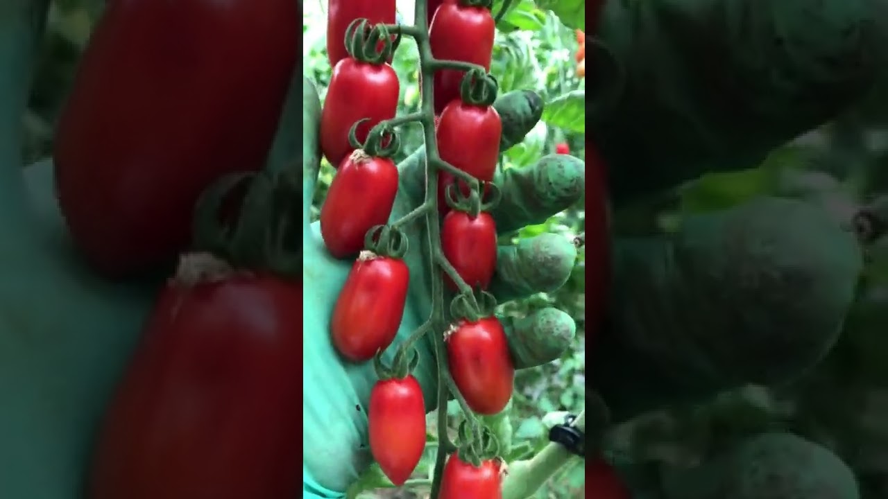 The sweetest tomato of world