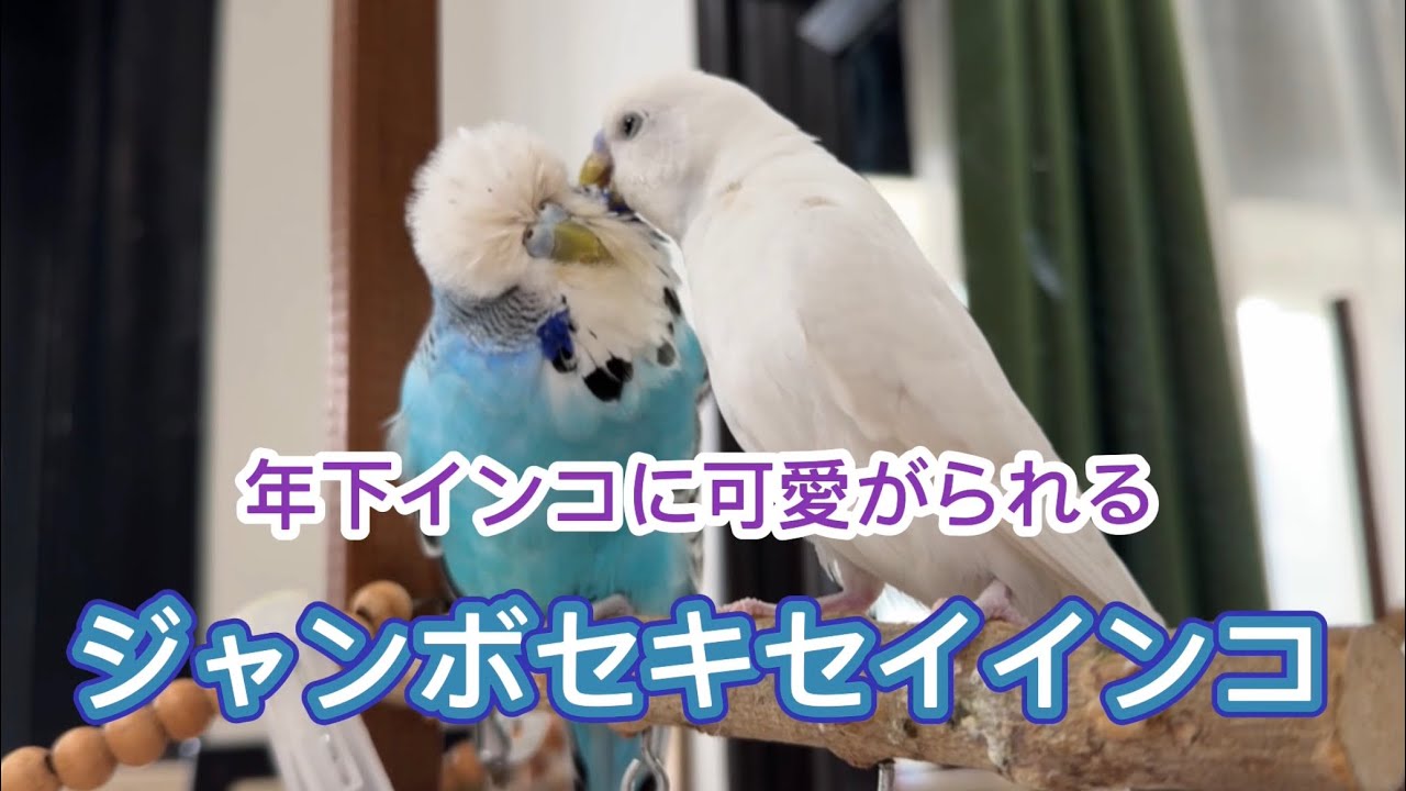 年下インコに可愛がられるジャンボセキセイインコ