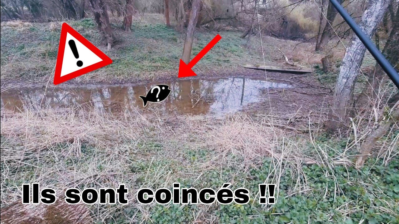 on SAUVE des POISSONS coincés dans UN TROU D'EAU !
