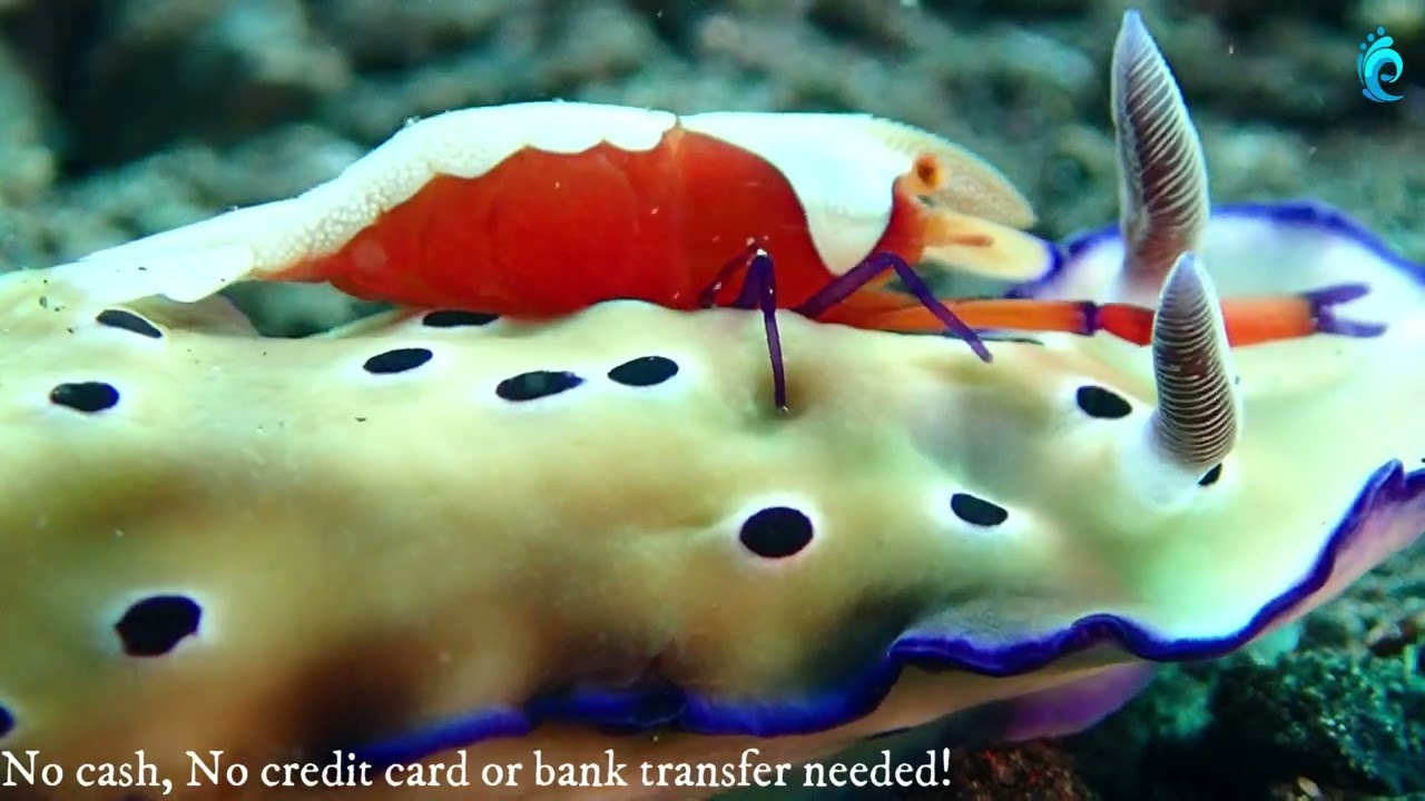 Nudibranch vs Emperor shrimp on a symbiotic relationship 