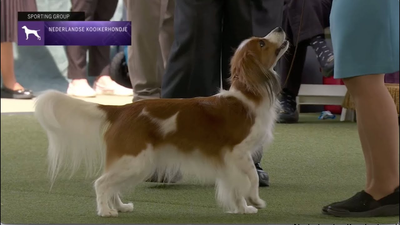 Nederlandse Kooikerhondjes | Breed Judging 2023