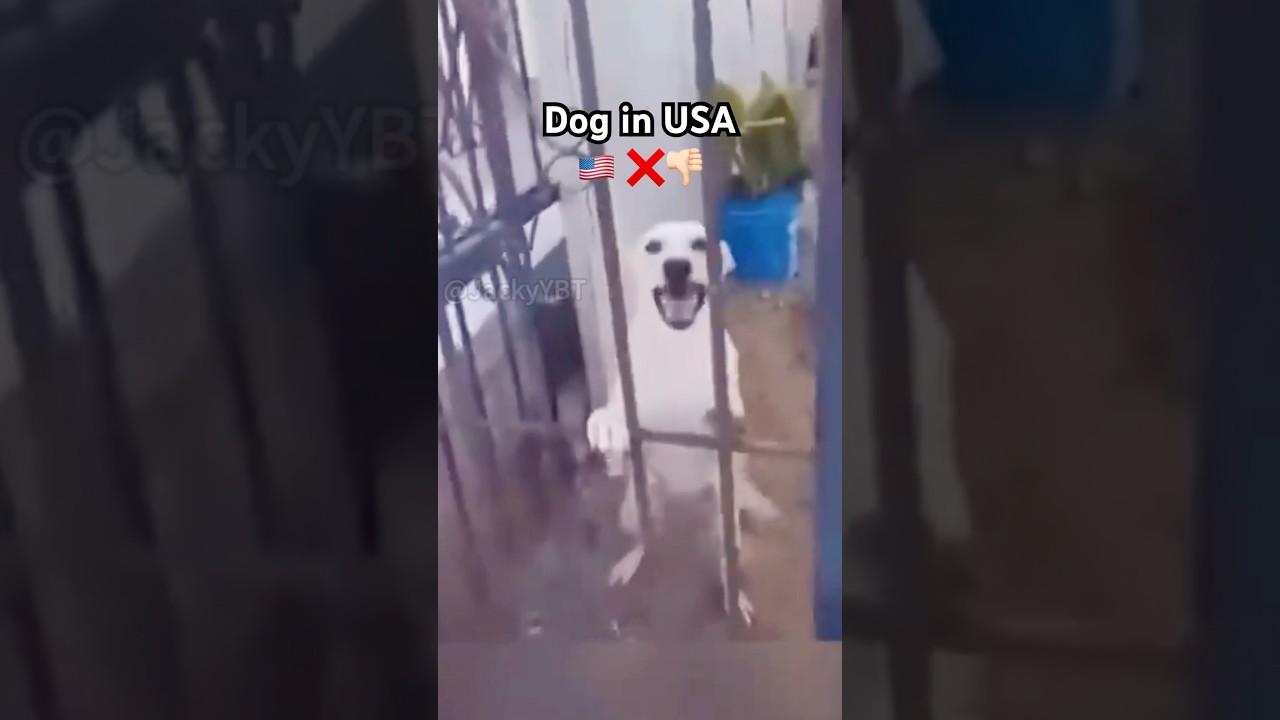 USA 🇺🇸 vs China 🇨🇳 #memes #funny #dog