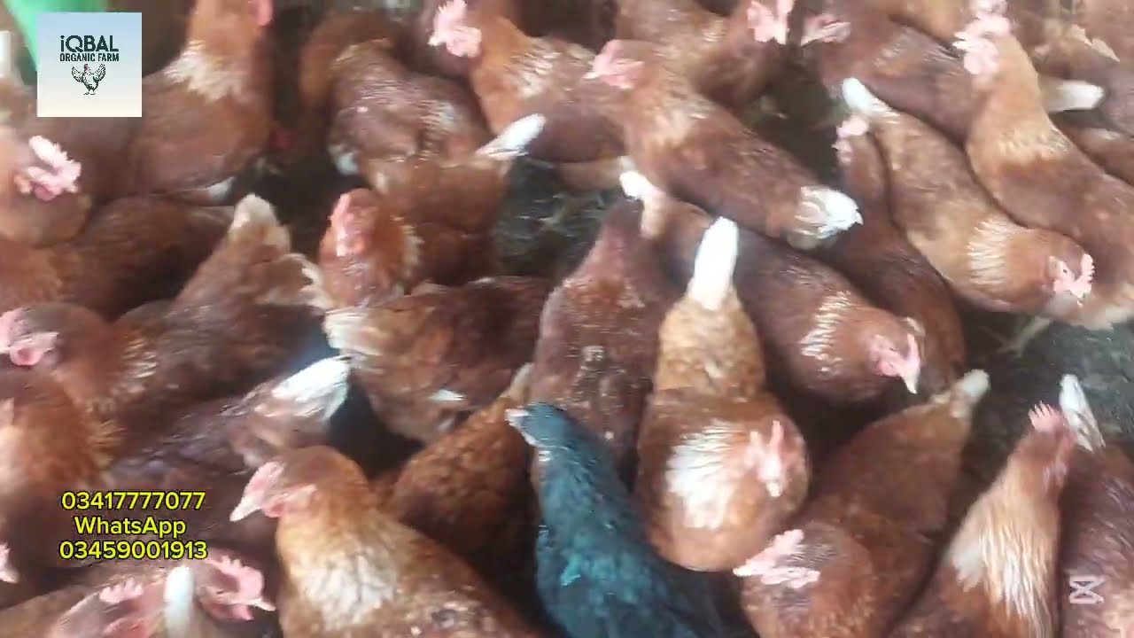 ND vaccination/ 177 Days Lohman brown Hens for Sale/ Best Organic Egg Laying Breed