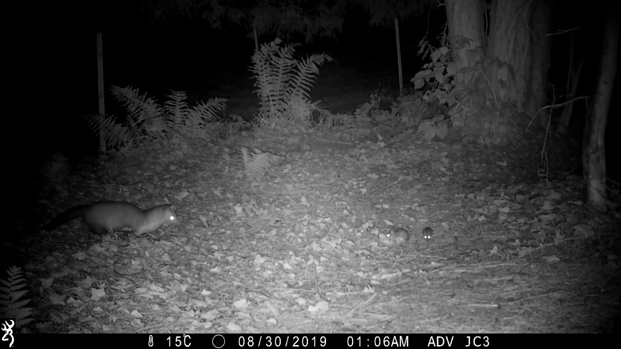 Marten hunting technique (Stone marten family/Steinmarder/Husmår) (best at 1080p)