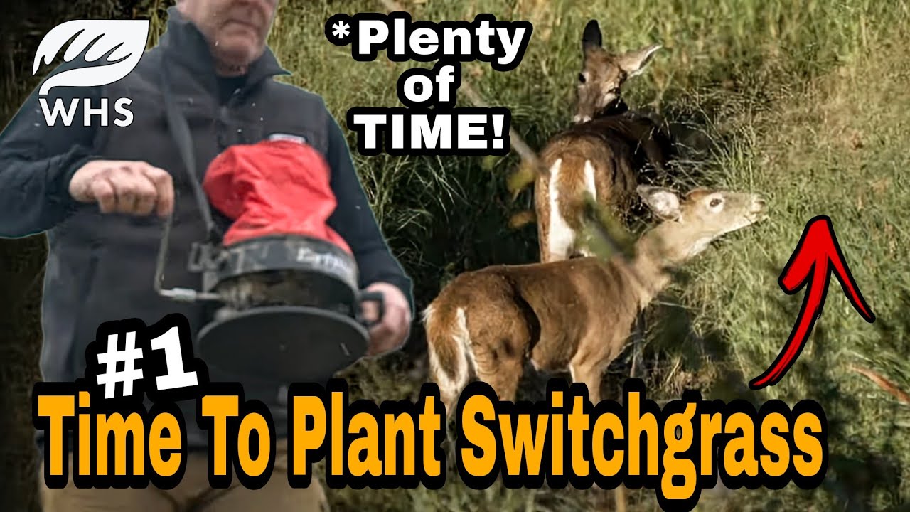 Best Time To Plant Switchgrass