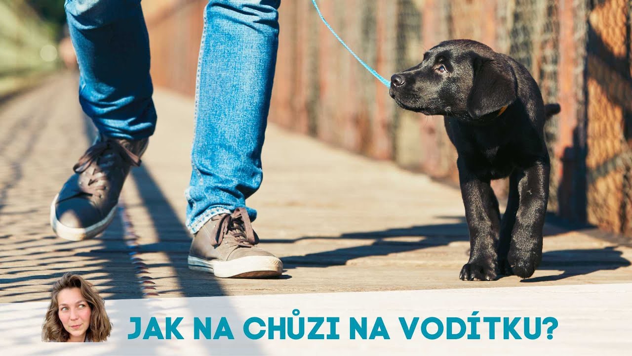 CHŮZE NA VODÍTKU | Jak učím štěňata jít klidně na vodítku?
