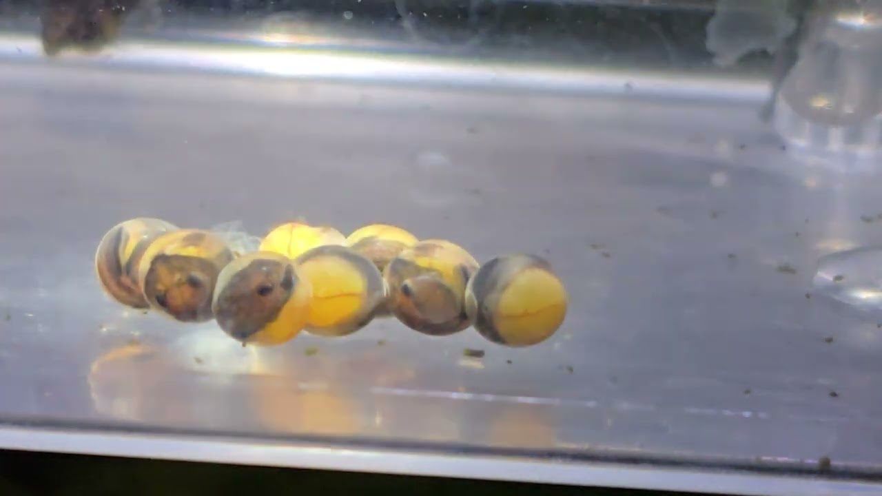 chameleon whiptail Eggs hatching!! #aquarium #breedingtank #chameleonwhiptail #breeding #fishfam