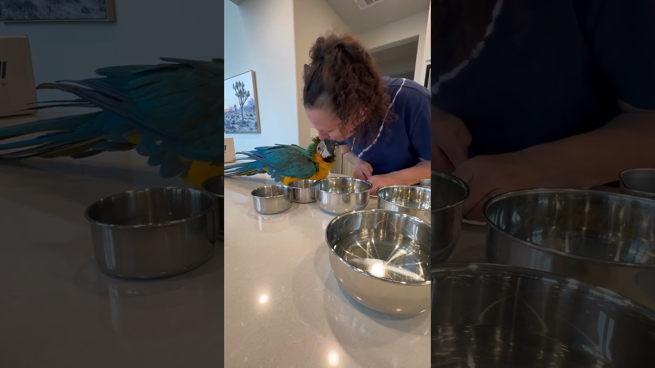 She was &ldquo;helping&rdquo; 😂 #macaw #birds #parrot #dinner #help #rescue #animals #pets #cute
