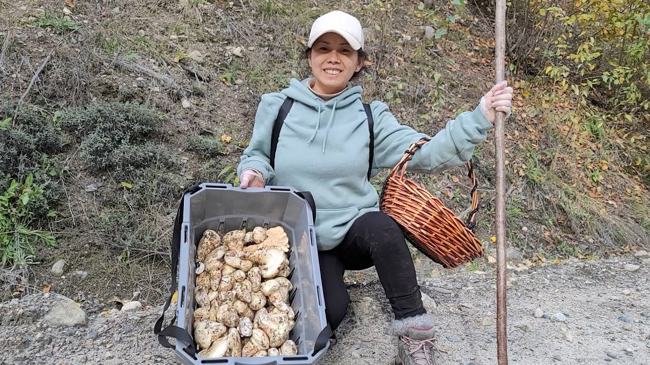 Mùa Nấm Được Bội Thu - Nấm Đắt Nhất Nhì Thế Giới Ở Canada - Pine Mushroom ( Matsutake )