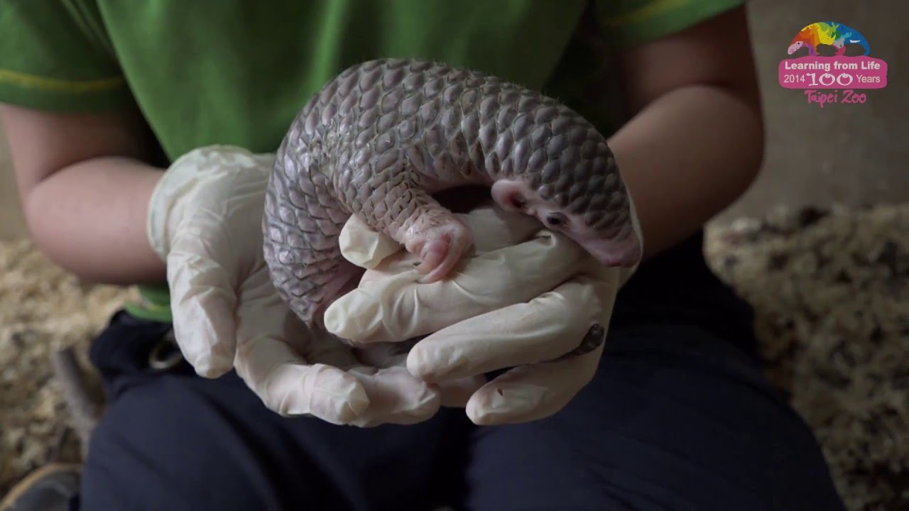 穿山甲「樂膏」滿月 健康活潑精力旺 Baby Pangolin 