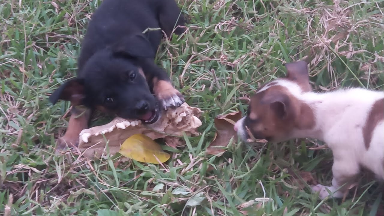 What is this dog eating???😱