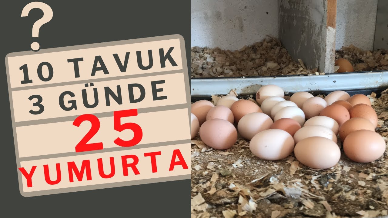Efsane Yumurta Verimi Alıyoruz - Australorp Sen Nasıl Bir Şeysin :)