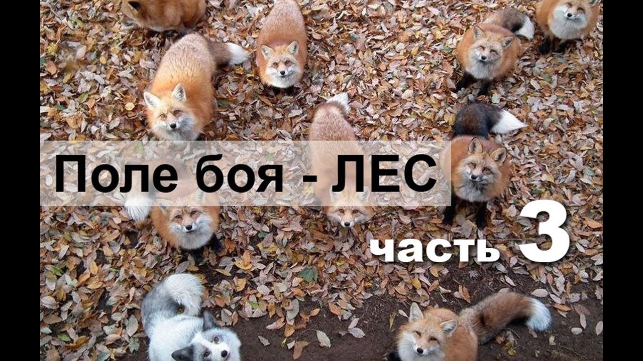 Часть 3 из 3 курса для Старших групп ПСО 