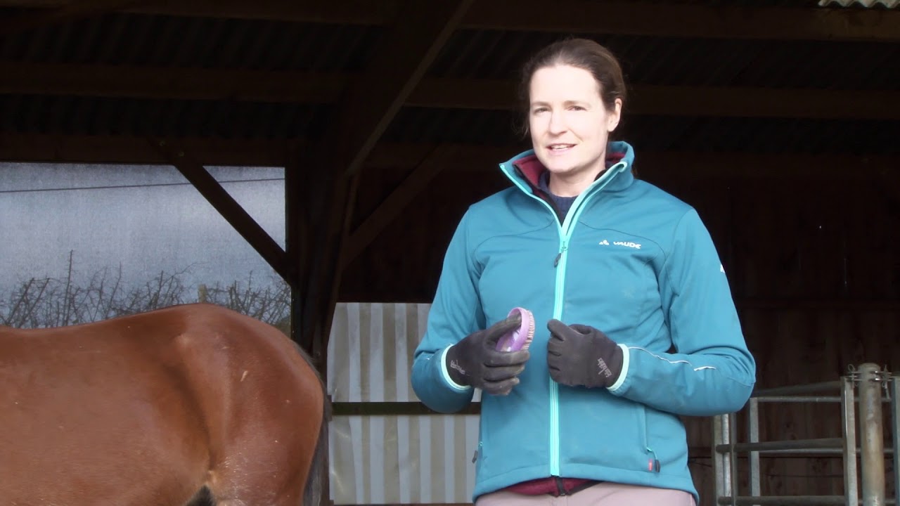 The #1 Ingredient For A Successful Relationship With your Horse