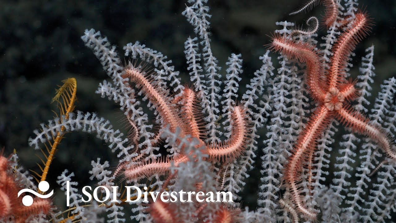 Return to Caballito Outcrop | SOI Divestream 625 - Part One
