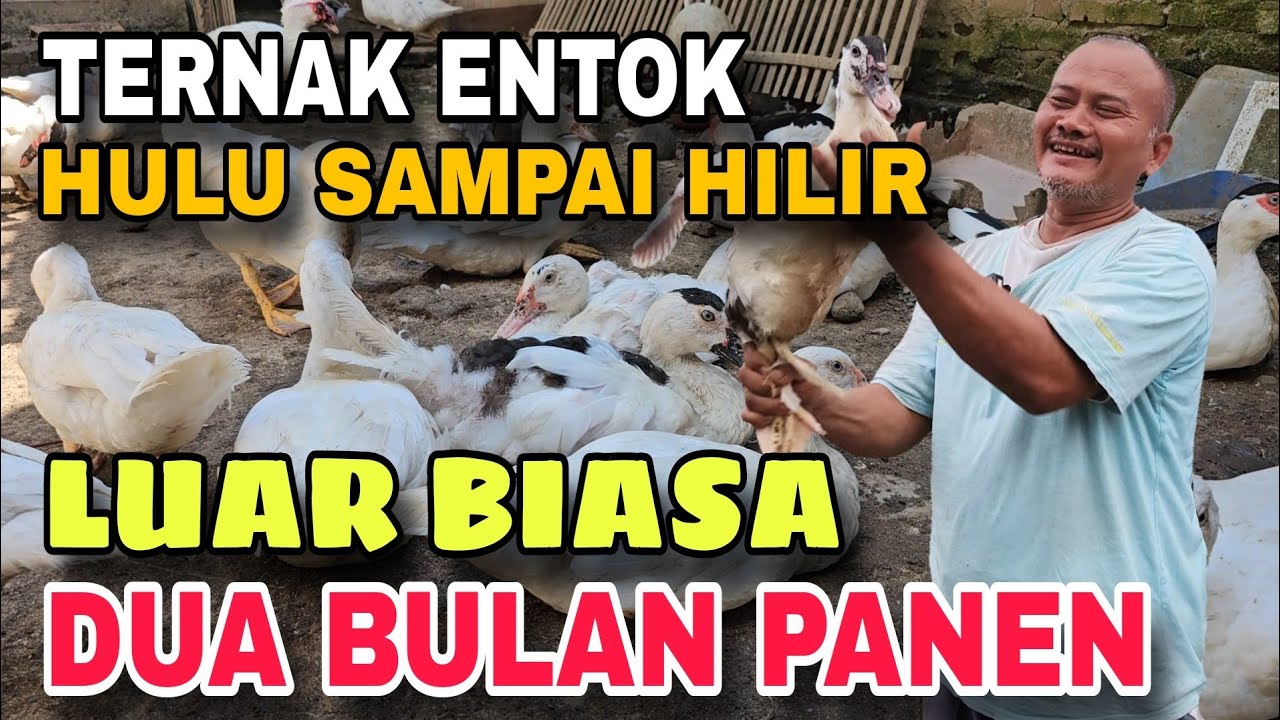 TERNAK ENTOK DUA BULAN PANEN || USAHA TERNAK DARI HULU HINGGA HILIR