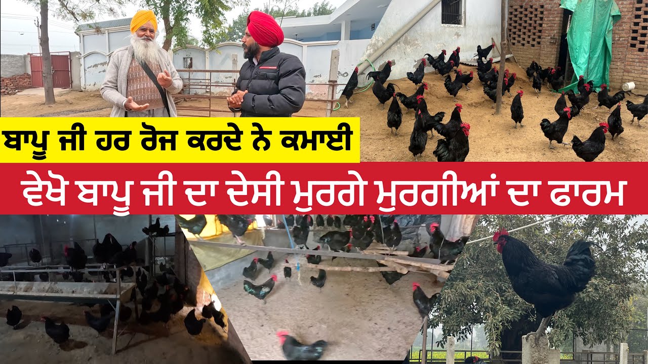 ਦੇਸੀ ਮੁਰਗੇ ਮੁਰਗੀਆਂ ਚੋਂ ਹਰ ਰੋਜ ਕਮਾਈ ਵੇਖੋ ਬਾਪੂ ਜੀ ਦਾ ਮੁਰਗੇ ਮੁਰਗੀਆਂ ਦਾ ਫਾਰਮ 