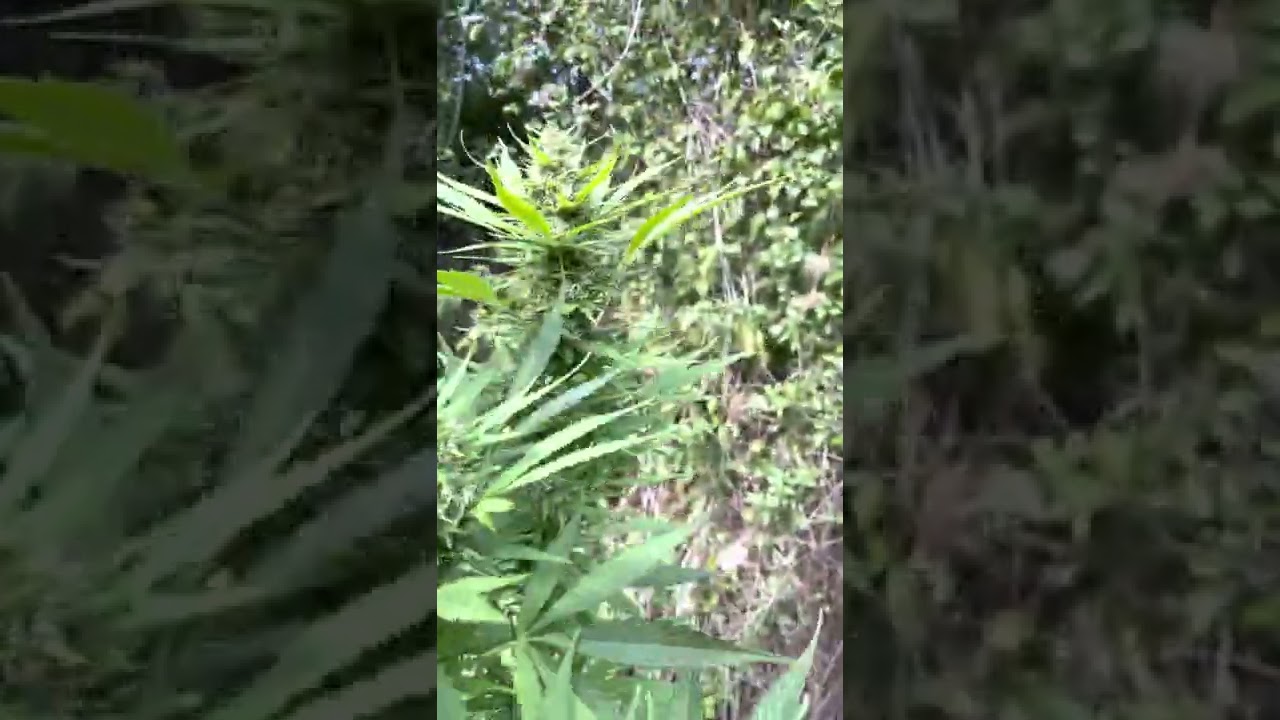 UK Guerrilla Grow 2022 - week 24! #guerrilla #grow #guerrillagrow #weed #uk