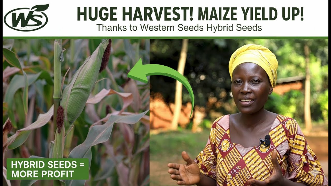 Rusizi: imbuto z'ibigori za Western Seeds Company Ltd zabafashije kwiteza imbere