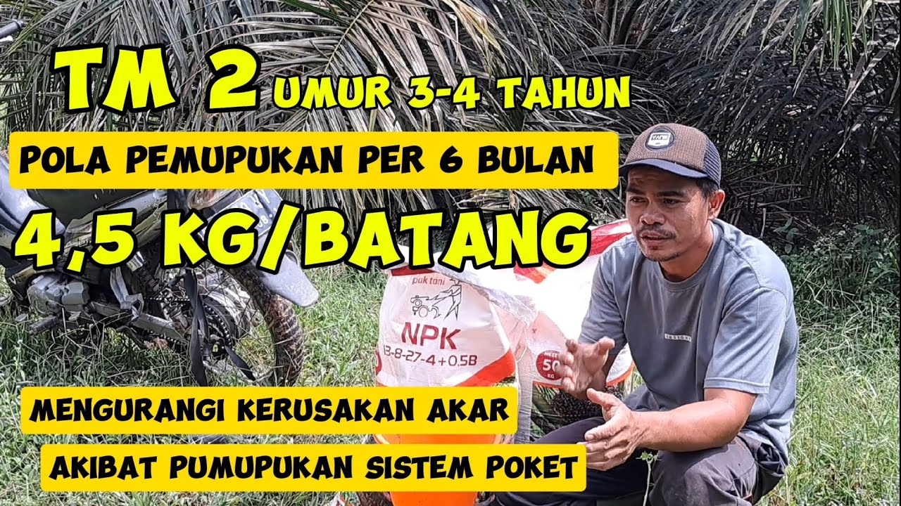 pemupukan per 6 bulan 4,5 kg NPK 13-8-27-4-0,5 B,target TBS 18-22 ton/hektar/tahun