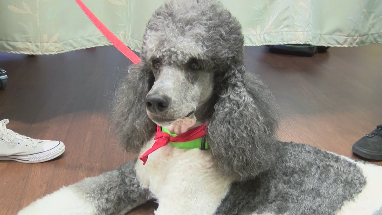 Patients at Regional Cancer Center in Johnson City now greeted by therapy dogs