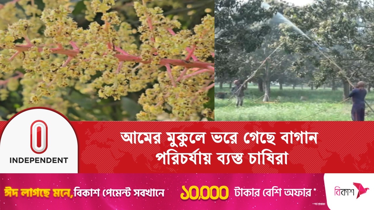 ফাল্গুনের প্রথম সপ্তাহেই আমের মুকুলে ভরে গেছে বাগান, ভালো ফলনে আশাবাদী চাষিরা | Independent TV