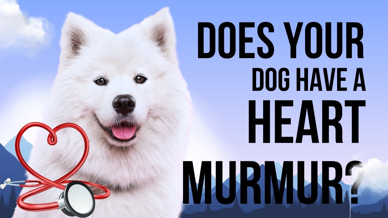 Heart Murmurs in Dogs - What Does it Mean?