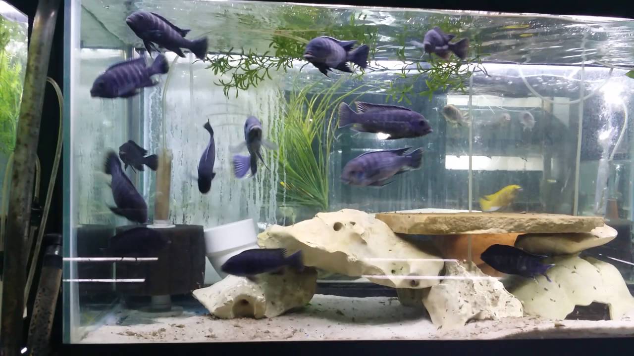 Metriaclima Blue Dolphin Manda