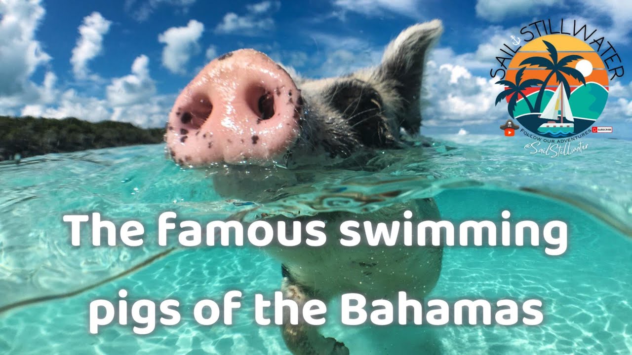 The famous swimming pigs on No Name Cay in the Abacos, Bahamas
