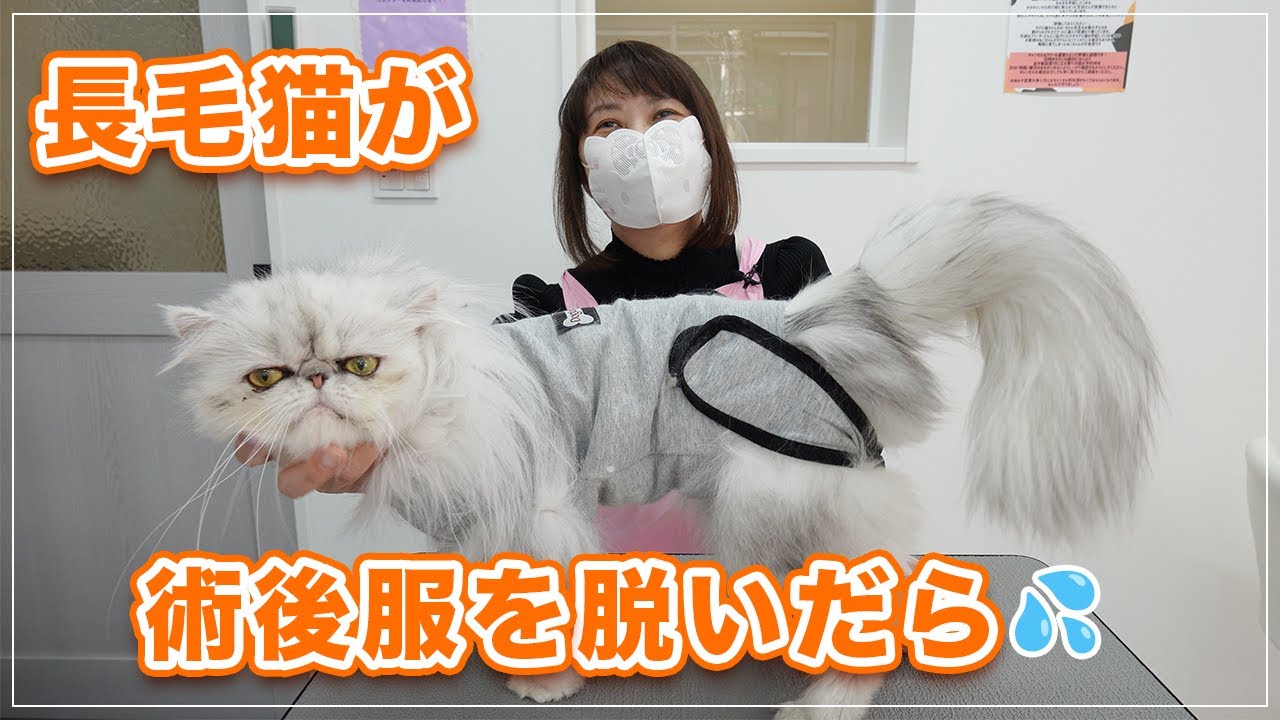 【カレイちゃん】長毛猫が術後服を脱いだら大変なことになっていた【術後服】