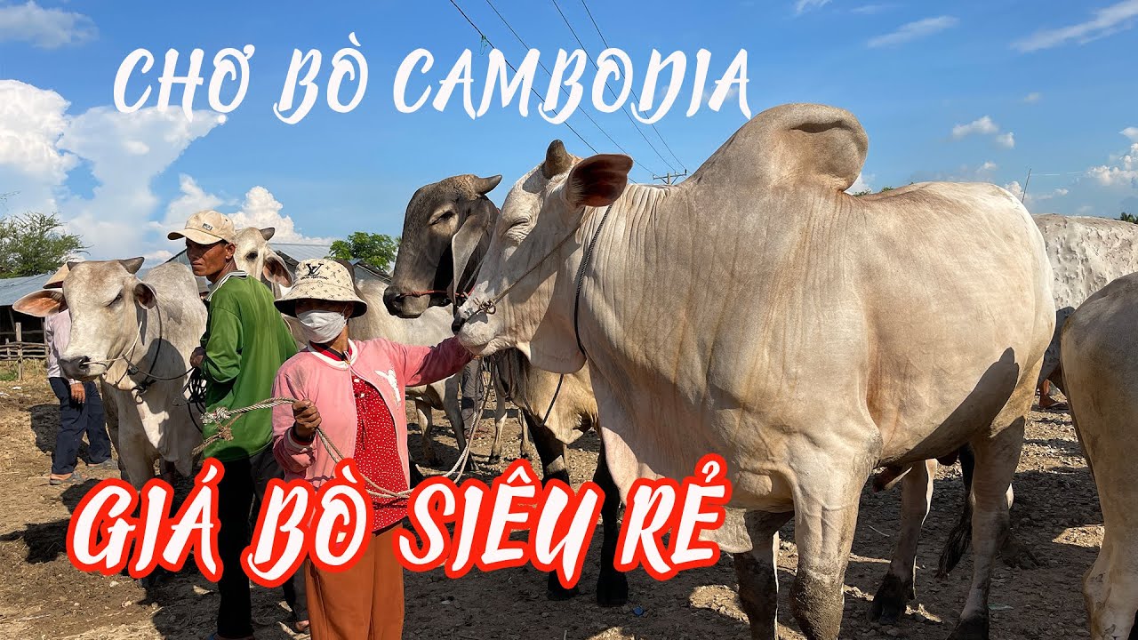NHỘN NHỊP CHỢ BÒ VÙNG BIÊN CAMPUCHIA - MỖI NGÀY GIAO DỊCH CẢ 1000 CON TRÂU, BÒ |Cambodia day 1|