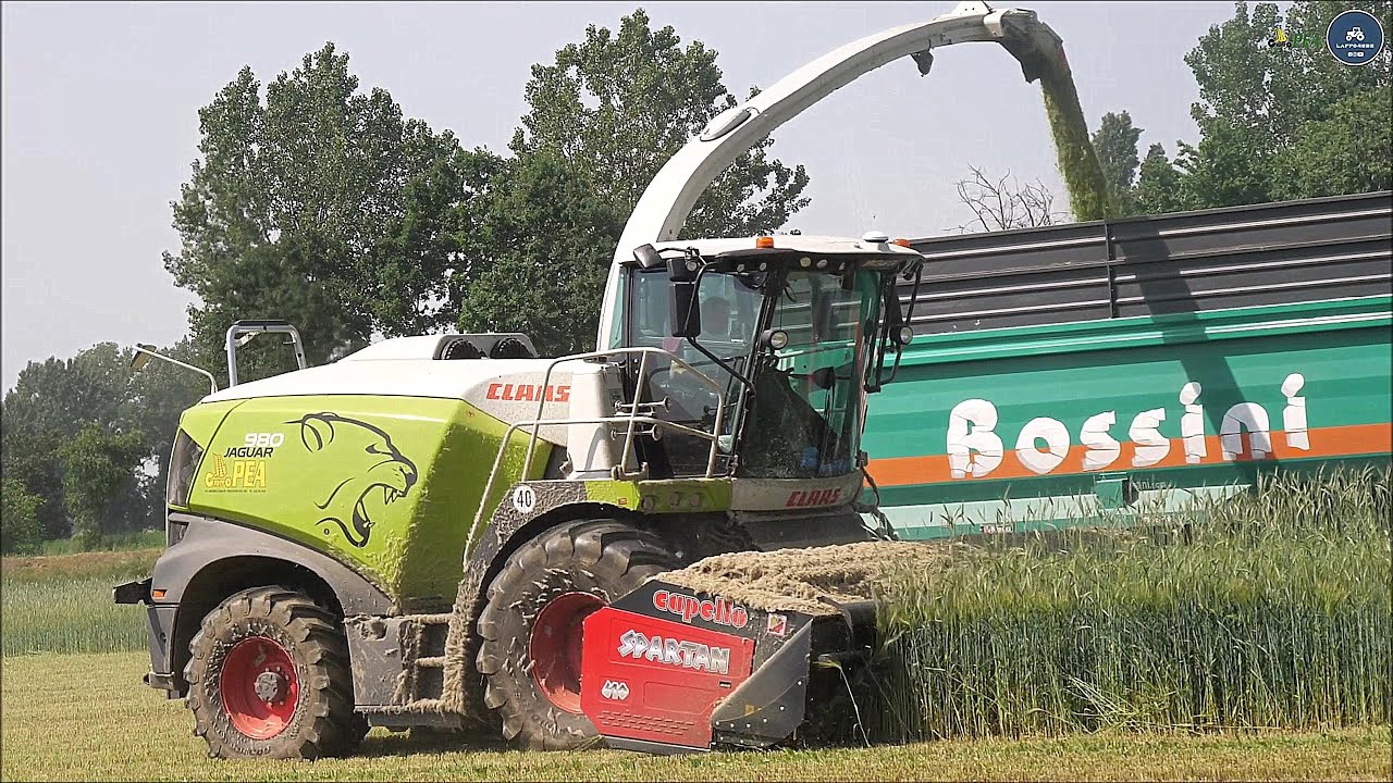 Claas Jaguar 980 (502) + New Capello Spartan 610 - Gruppo PEA - Trinciatura frumento 2023