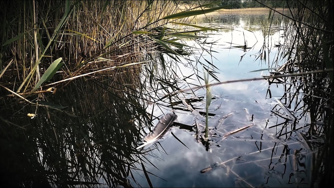 TUNES OF DAWN - Swan Song (Official Video)