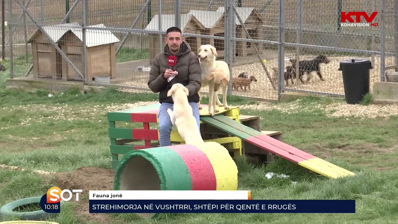 Strehimorja në Vushtrri, shtëpi për qentë e rrugës 14 04 2023