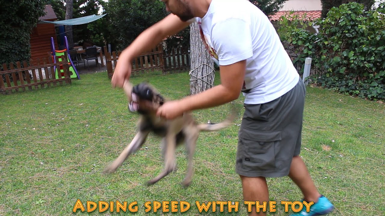 Introduction to obedience, blind search and protection work, with 4 month old belgian malinois