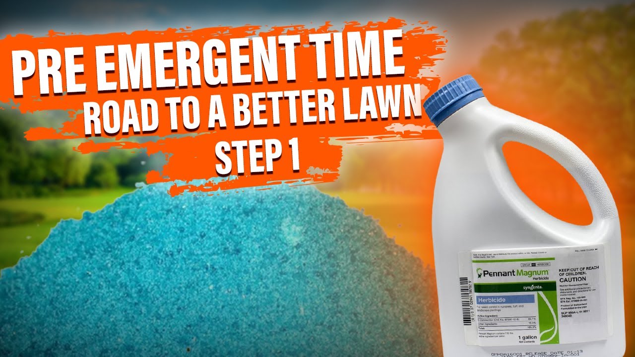 Step 1 to a Better Lawn St Augustine Rehab | Fix your Ugly Lawn with these steps