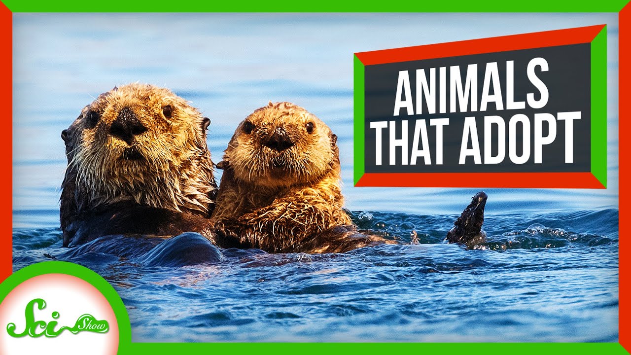 Why Animals Take Care of Other Animals' Young
