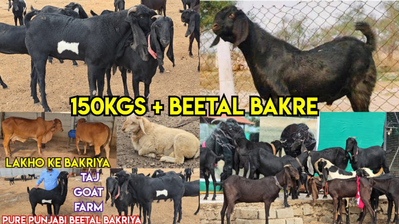 Pure Punjabi beetal bakriya available in Taj 🐐 farm | doodh wali bakriya | bade size ke bakre in hyd