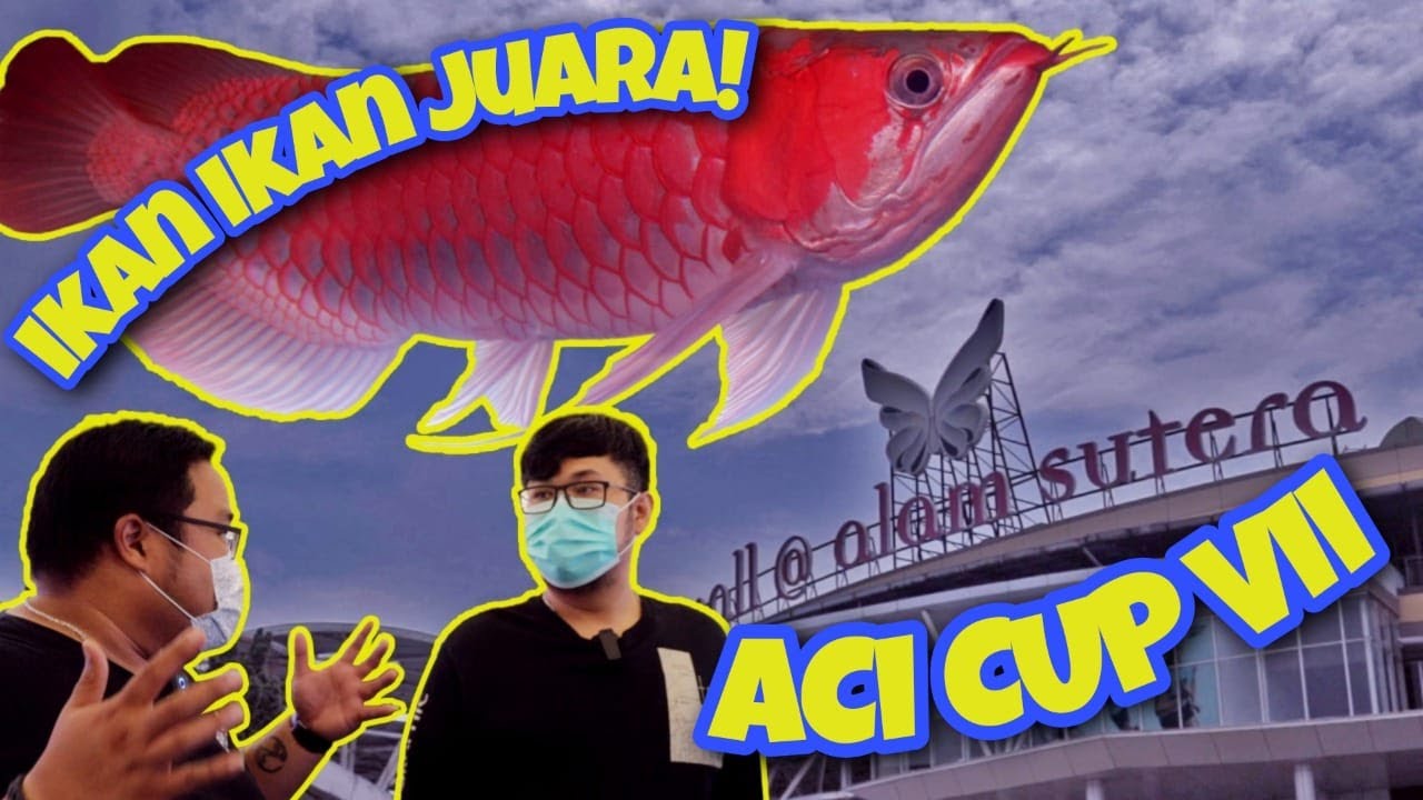 DARI YANG UNIK SAMPAI YANG SUPER MEWAH ADA DI KONTES ACI CUP 2021. KAYA GIMANA YAA PENAMPAKANNYA ???