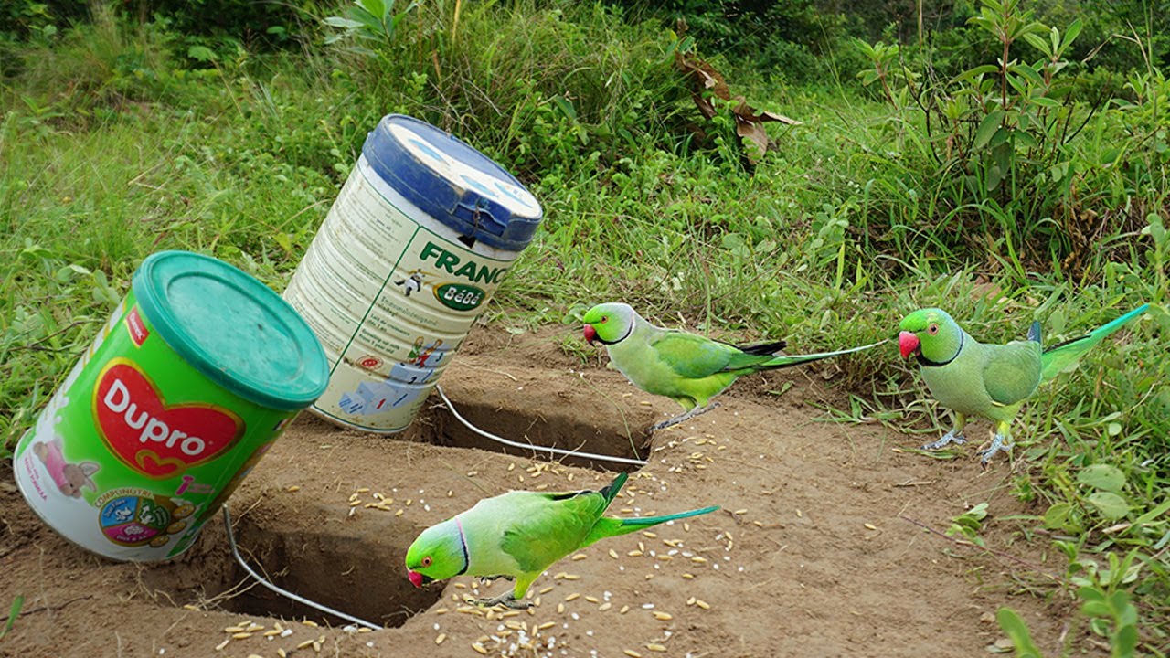 Simple Unique Bird Trap Using Milk Bottles & Hole - How To Build Simple Bird Trap Work 100%