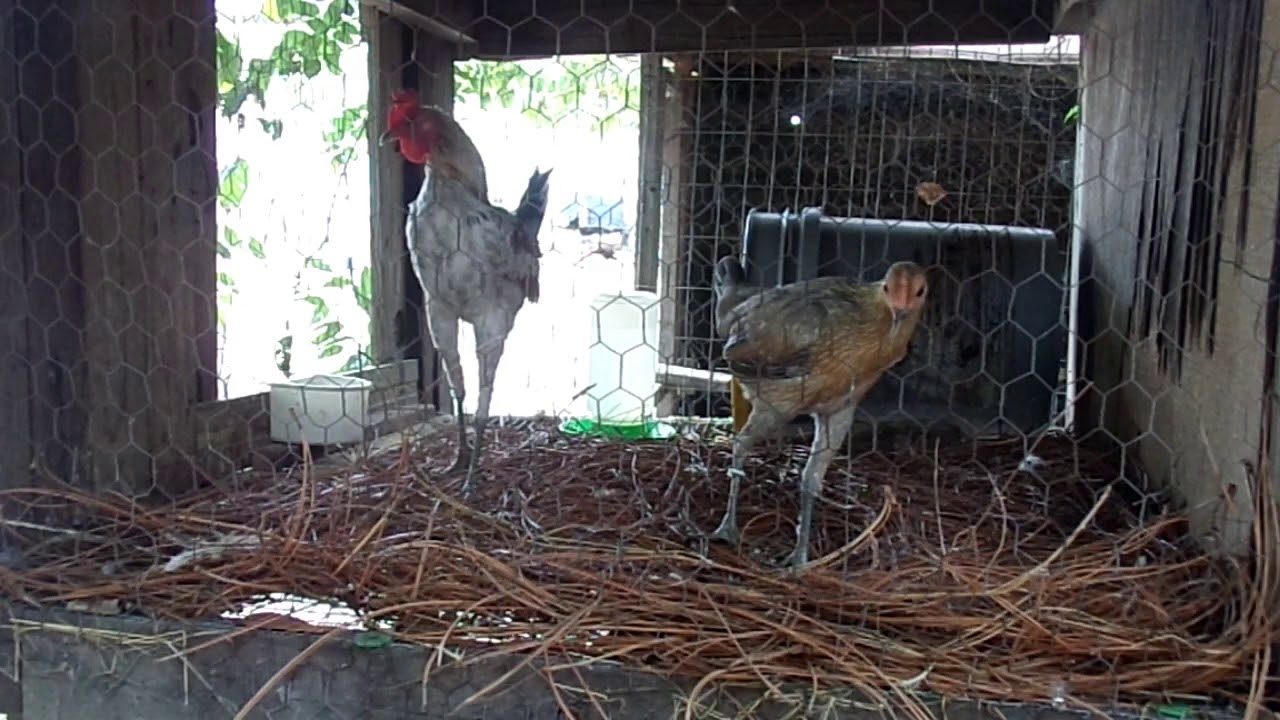 Modern Game Chickens
