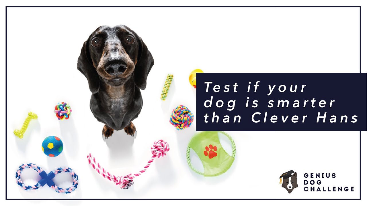 Test if your dog is smarter than Clever Hans