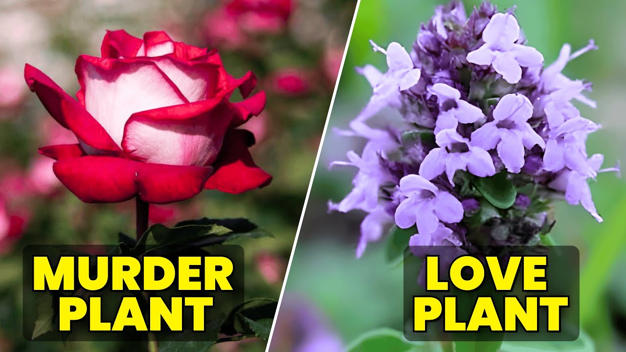 7 “Danger” Plants Nurseries Still Sell (And What to Buy Instead)