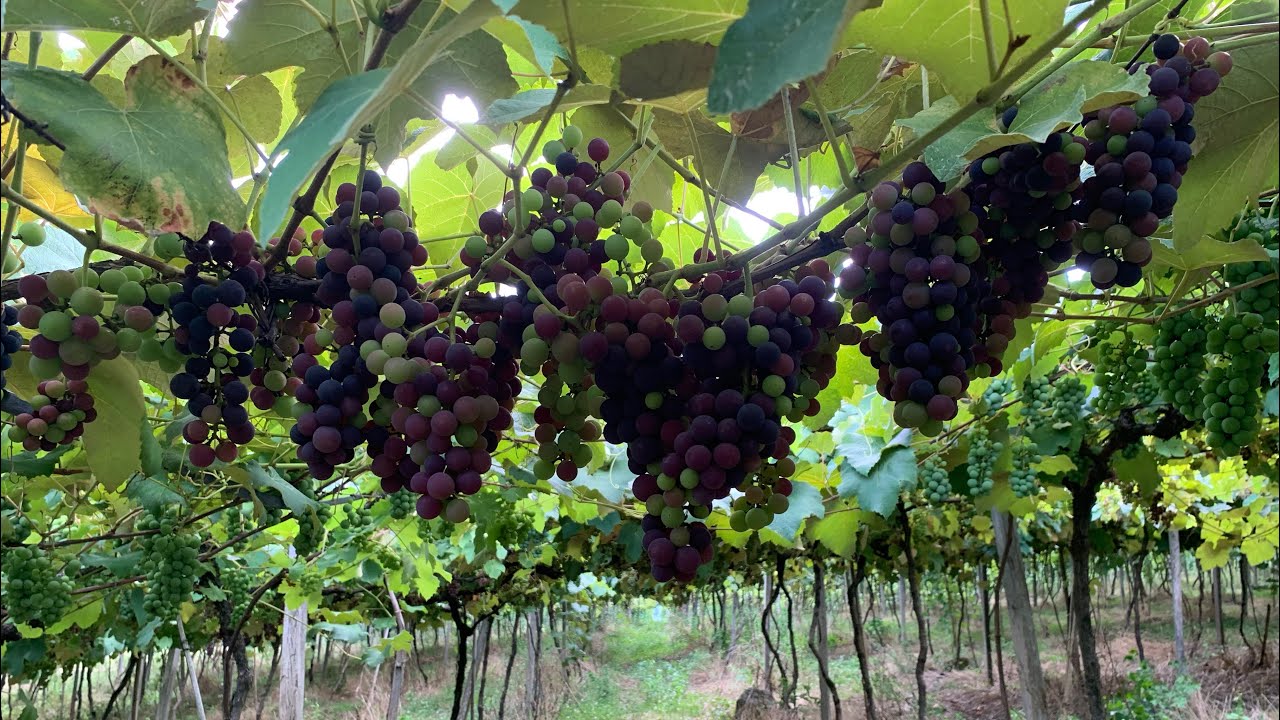 Variedades de uva Niágara rosada e Bordô